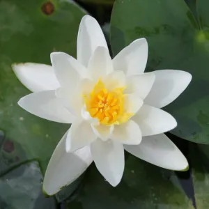 Nymphaea 'Albatross' Water Lily