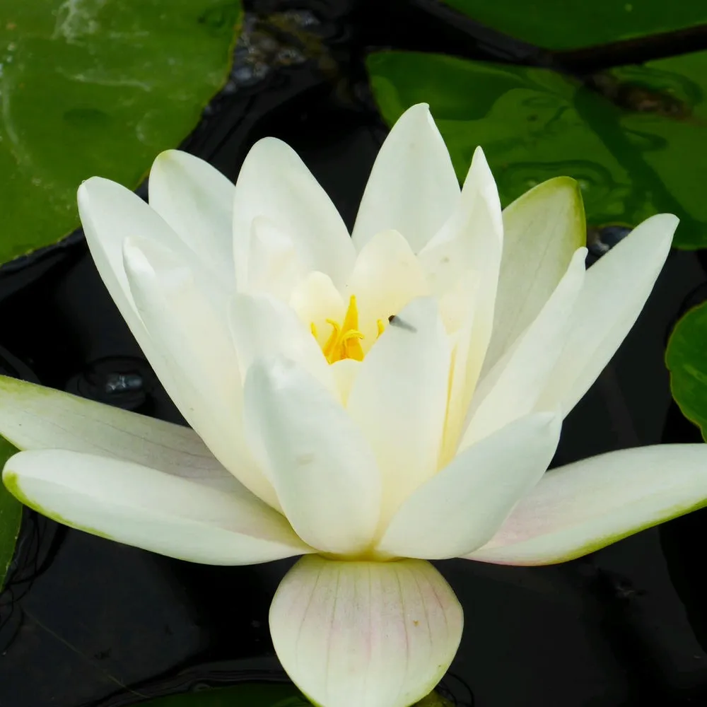 Nymphaea 'Albatross' Water Lily