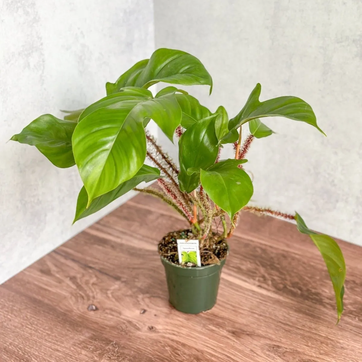Philodendron squamiferum - Red Bristle Philodendron -4 Inch