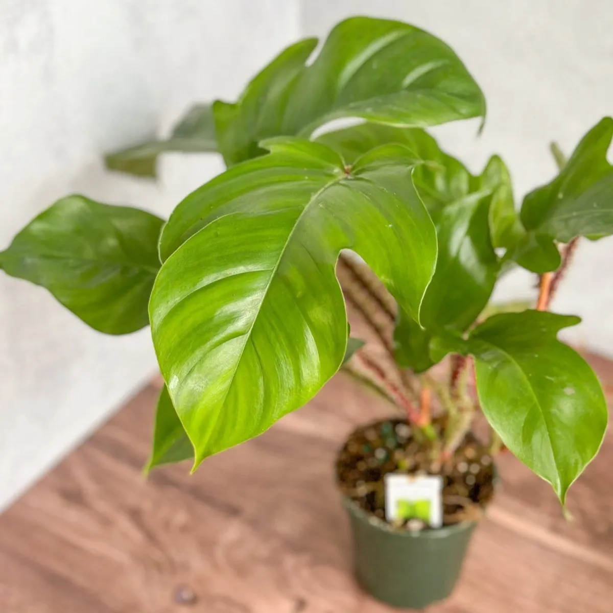 Philodendron squamiferum - Red Bristle Philodendron -4 Inch
