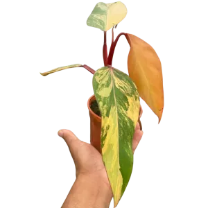 Philodendron 'Strawberry Shake'