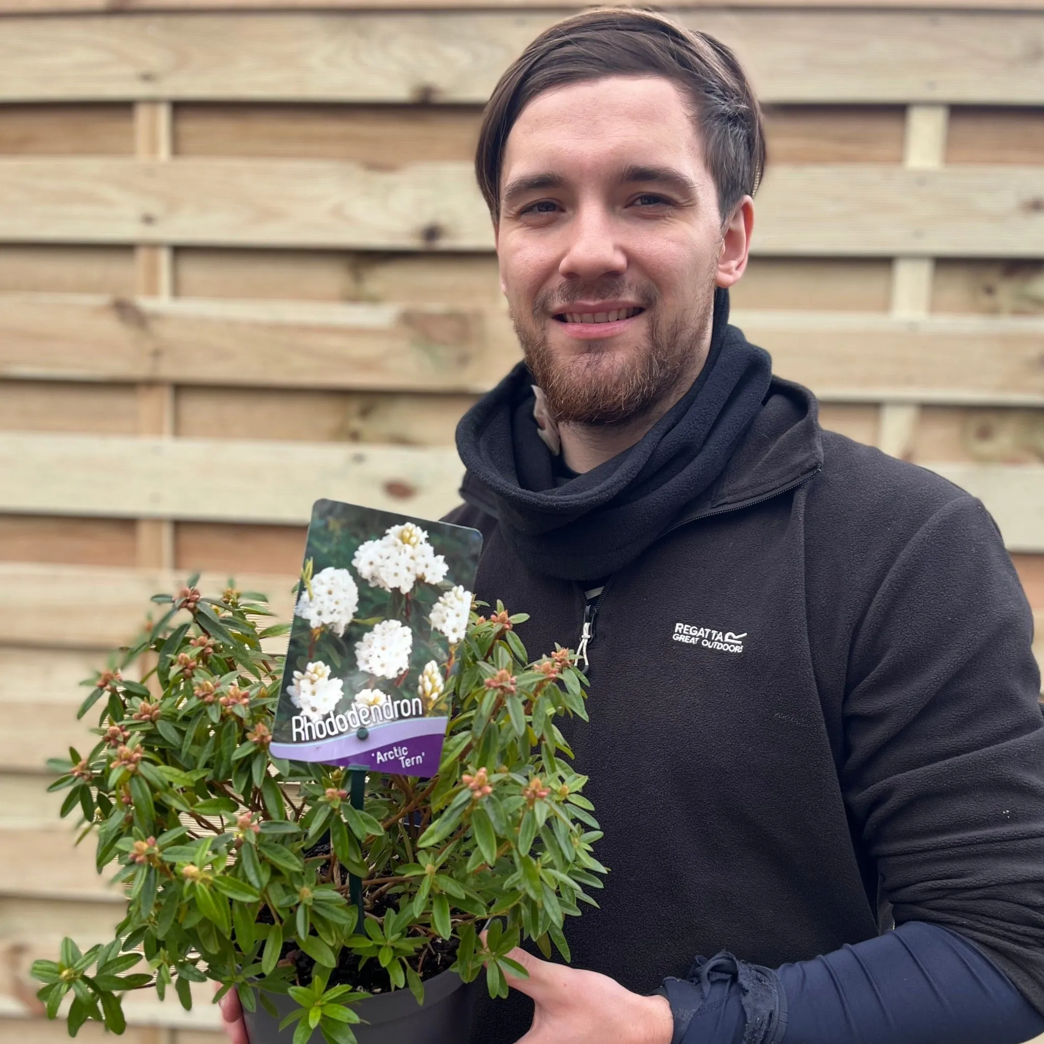 Rhododendron Dwarf White ‘Arctic Tern’ 2L